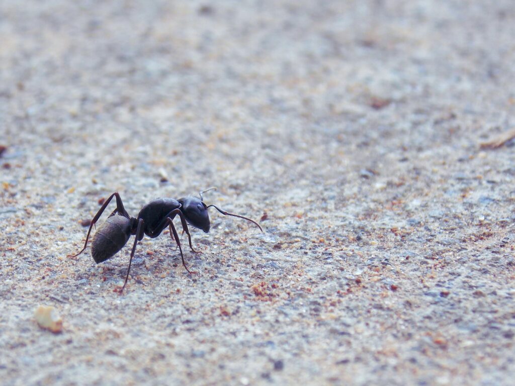 Picture of an ant.